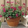 Пеларгония плющелистная (Pelargonium peltatum)
