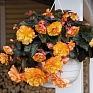 Бегония клубневая махровая ампельная (Begonia tuberhybrida)