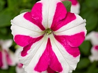 Петуния ампельная гибридная