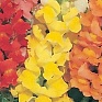Львиный зев (Антирринум) большой (Antirrhinum majus)