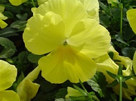 Виола Виттрока