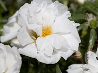 Портулак крупноцветковый (Sun Daze F1)