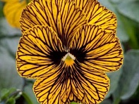 Виола рогатая (Tiger Eye F1) Виола рогатая (Tiger Eye F1)