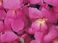 Львиный зев (Антирринум) большой (Solstice F1)