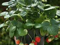 Земляника ананасная (Temptation)