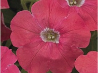 Петуния ампельная гибридная (FlashForward F1)