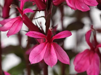 Лобелия прекрасная