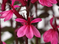 Лобелия прекрасная (Starship F1)