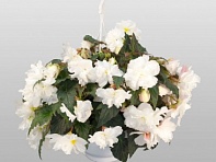 Бегония клубневая махровая ампельная (Nonstop Joy F1)