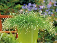 Изолепис поникший (Fibre Optics)