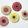 Гербера Джеймсона (Gerbera jemesonii)