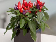 Перец летний (Zamora)