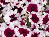 Петуния многоцветковая (Celebrity F1)