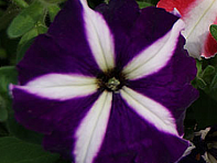 Петуния многоцветковая (Lambada F1)