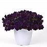 Петуния ампельная гибридная (Petunia х hybrida)