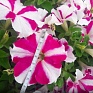 Петуния ампельная гибридная (Petunia x hybrida)