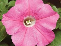 Петуния многоцветковая Петуния многоцветковая