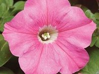 Петуния многоцветковая (Carpet F1)