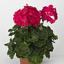 Герань (пеларгония садовая) (Pelargonium x hortorum)