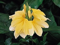 Кроссандра воронковидная (Tropic)