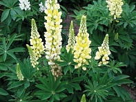 Люпин многолистный (Lupini)