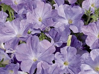 Петуния многоцветковая (Celebrity F1)