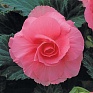 Бегония клубневая махровая (Begonia tuberhybrida)