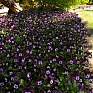 Виола рогатая (Viola cornuta)