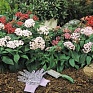 Пентас ланцетовидный (Pentas lanceolata)