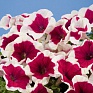 Петуния многоцветковая (Petunia multiflora)