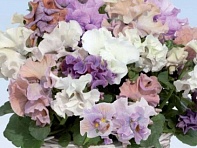 Виола Виттрока (Baciata F1)