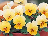 Виола рогатая (Floral Power F1)