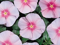 Катарантус розовый (Heatwave)