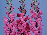 Львиный зев (Антирринум) большой (Monaco F1)