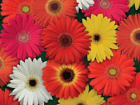 Гербера Джеймсона (ColorBloom F1)