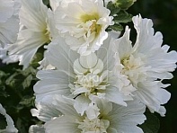 Мальва (Штокроза) розовая (Spring Celebrities)