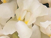 Львиный зев (Антирринум) большой (Solstice F1)