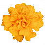 Бархатцы отклоненные (Tagetes patula)