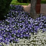 Виола рогатая (Viola cornuta)
