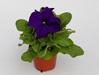 Петуния крупноцветковая (генетически компактная) (Espresso Grande F1)