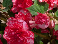 Бегония клубневая махровая (On Top F1)