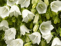 Колокольчик спиральнолистный (Swinging Bells)