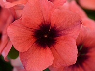 Катарантус розовый (Tattoo)