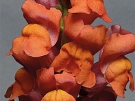 Львиный зев (Антирринум) большой (Monaco F1)