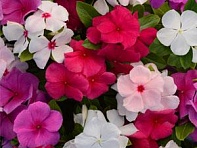 Катарантус розовый (Valiant F1)