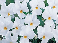 Виола рогатая (Floral Power F1)