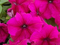 Петуния крупноцветковая (генетически компактная) (Limbo GP F1)
