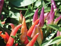 Перец летний (Sangria)