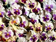 Виола Виттрока