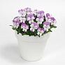Виола рогатая (Viola cornuta)